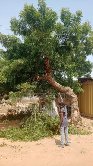 Chainsaw Operator for Tree Cutting