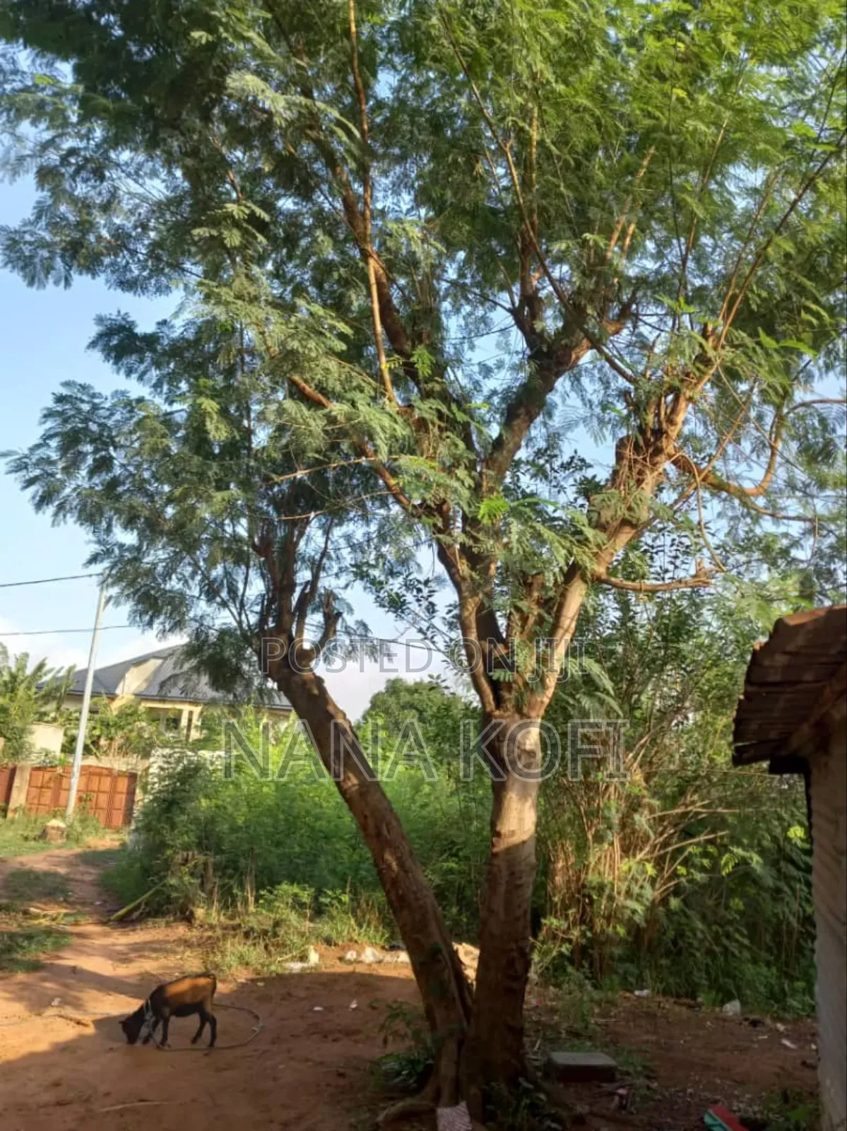 Chainsaw Operator for Tree Cutting
