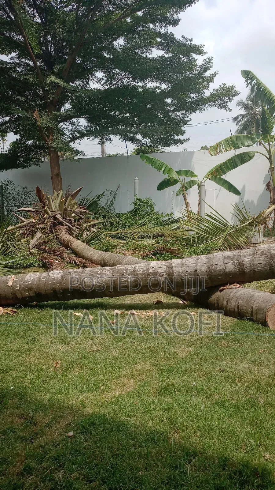 Chainsaw Operator for Tree Cutting