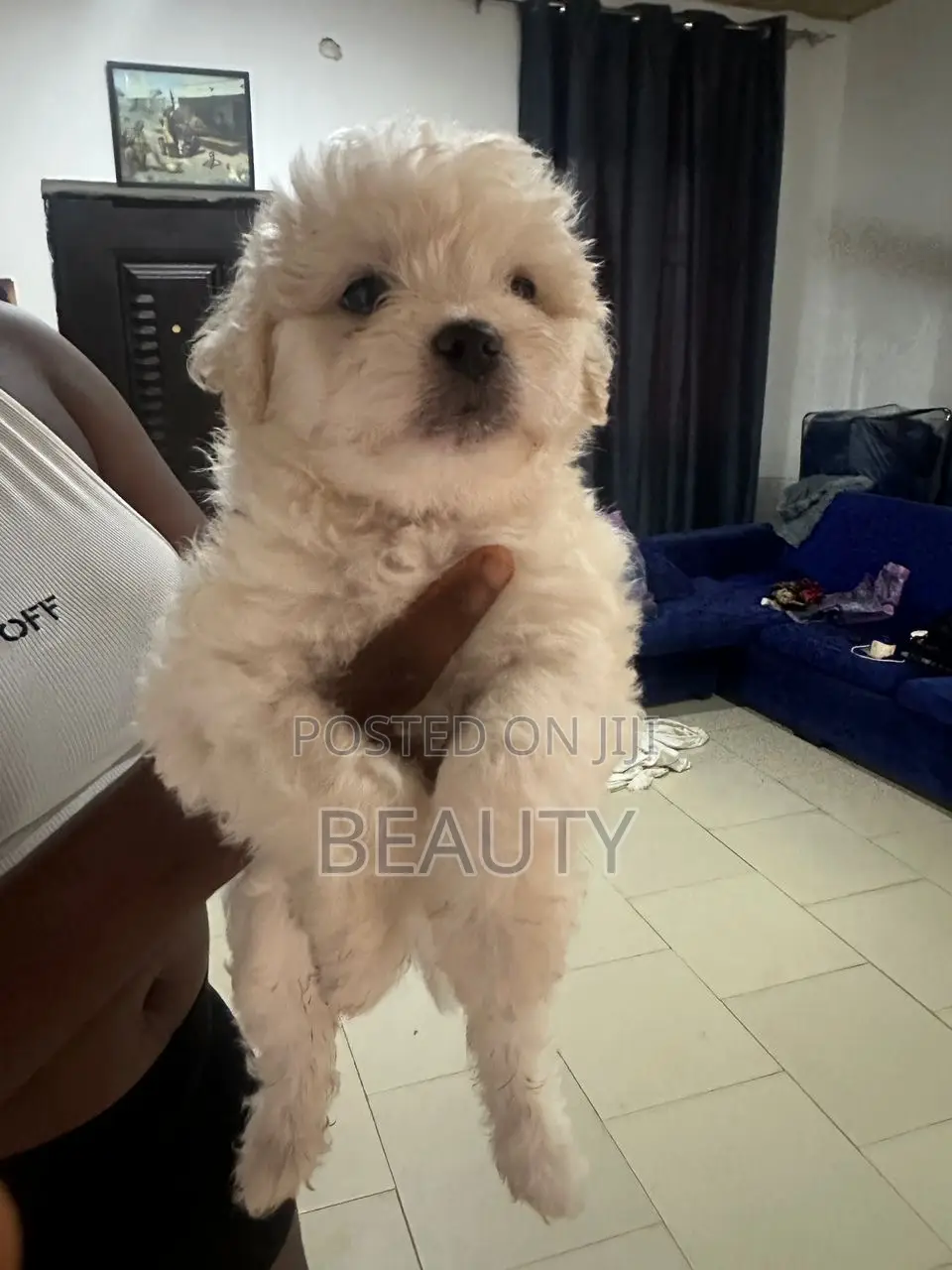 1-3 months Female Purebred Maltese