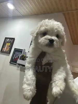 1-3 months Female Purebred Maltese