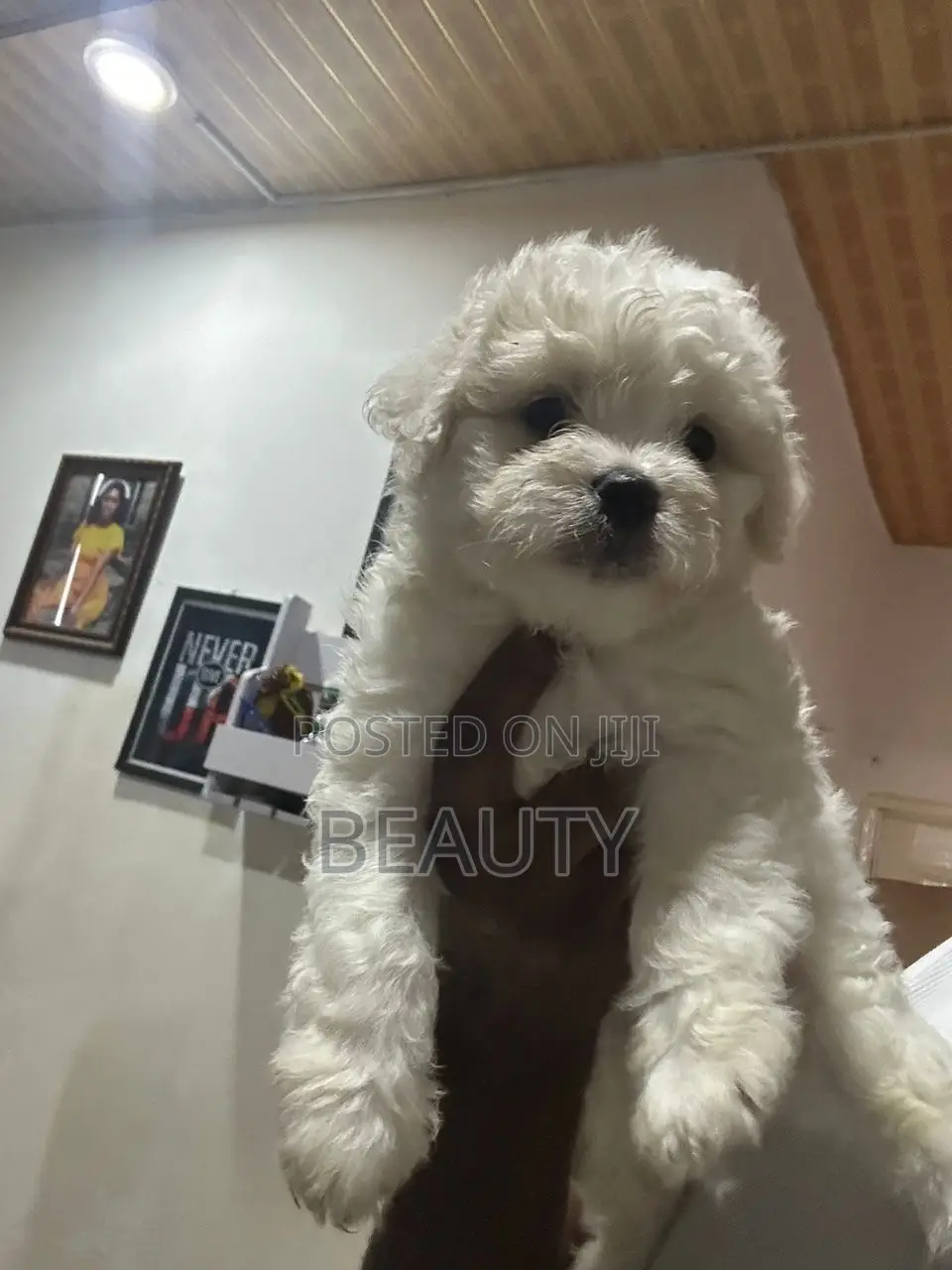1-3 months Female Purebred Maltese