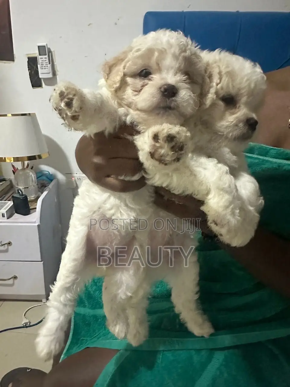 1-3 months Female Purebred Maltese