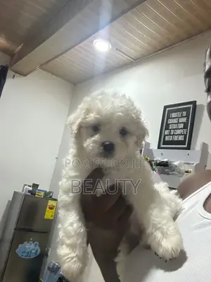 1-3 months Female Purebred Maltese