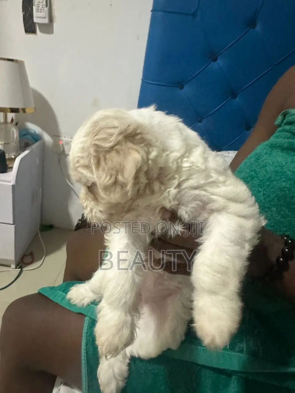 1-3 months Female Purebred Maltese