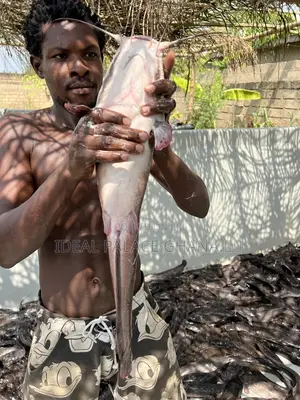 Healthy Catfishes