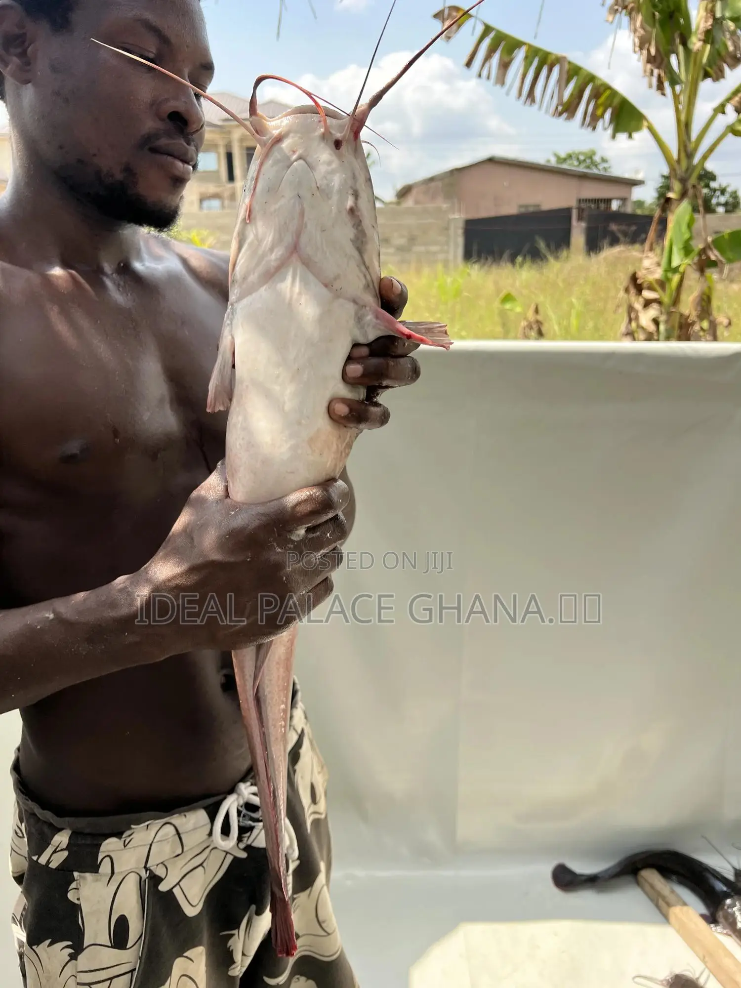 Healthy Catfishes