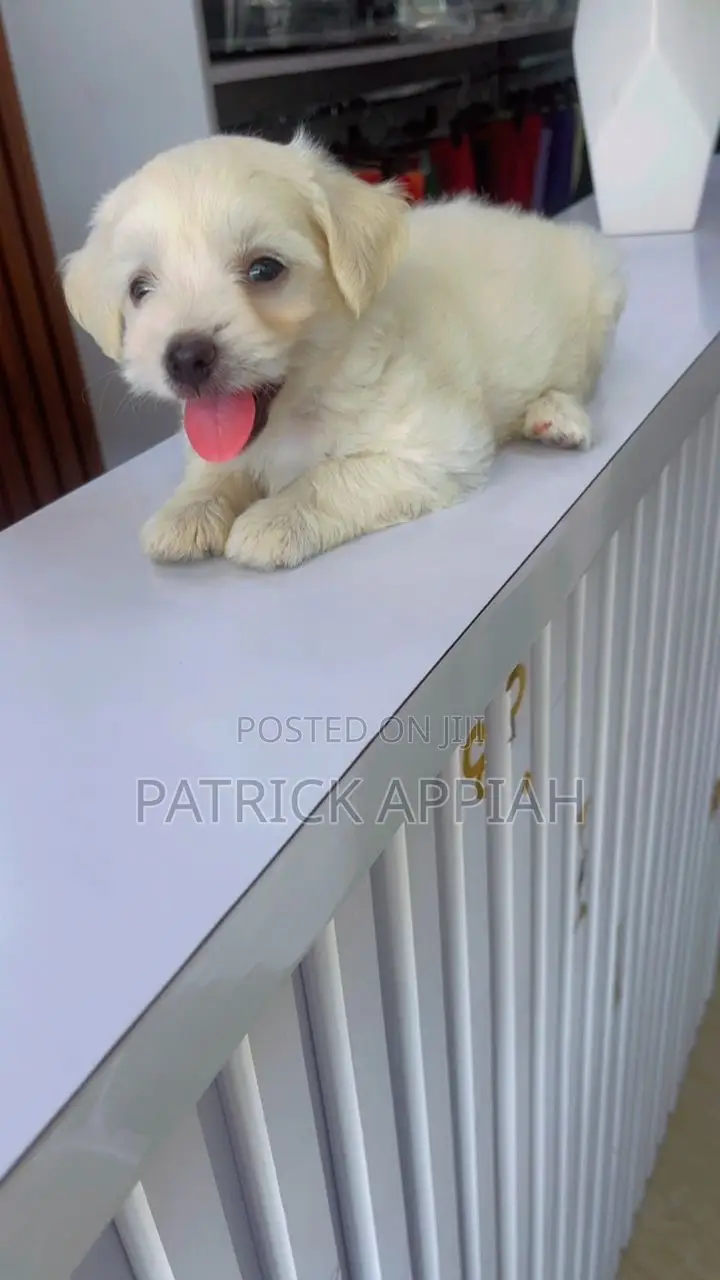 1-3 months Male Purebred Poodle