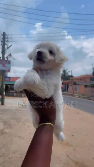 1-3 months Male Purebred Poodle