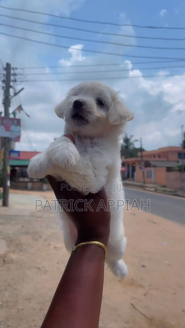 1-3 months Male Purebred Poodle