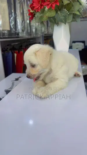 1-3 months Male Purebred Poodle