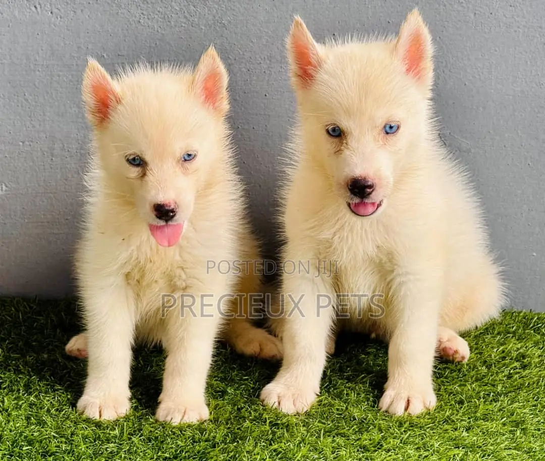 1-3 months Female Purebred Siberian Husky