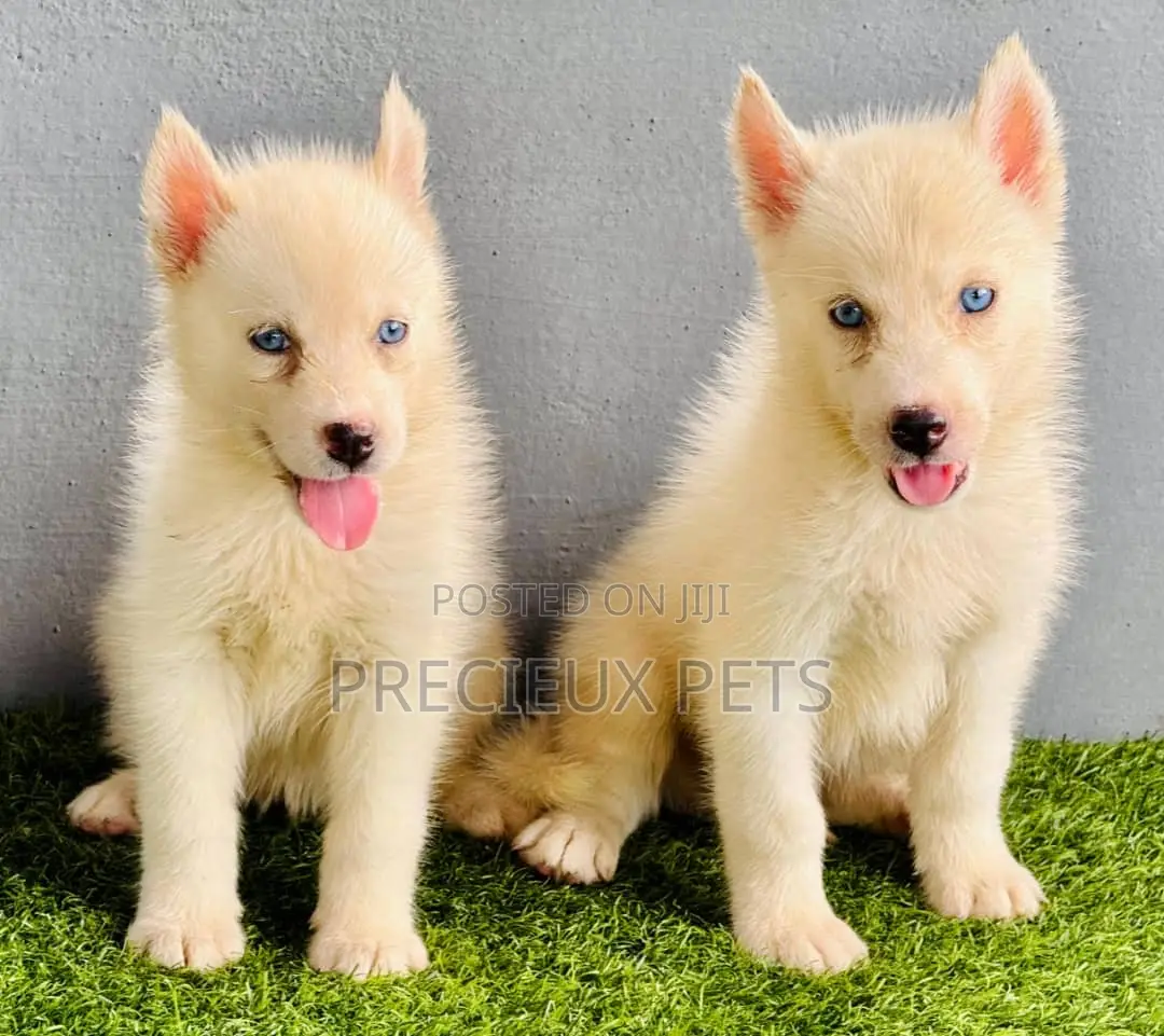 1-3 months Female Purebred Siberian Husky