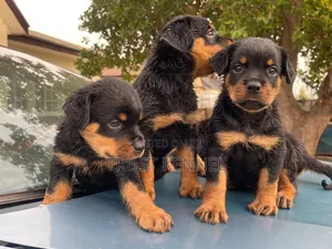 1-3 months Female Purebred Rottweiler