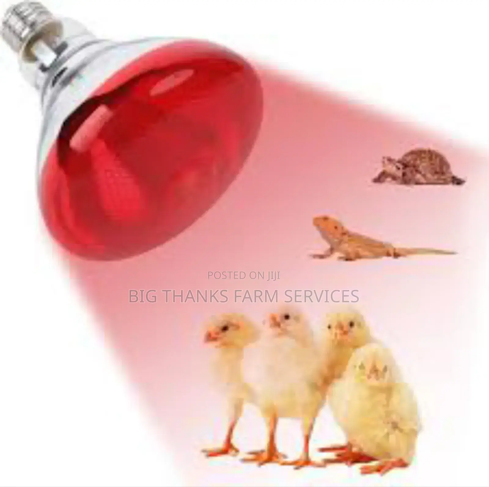 Poultry Heater Bulbs