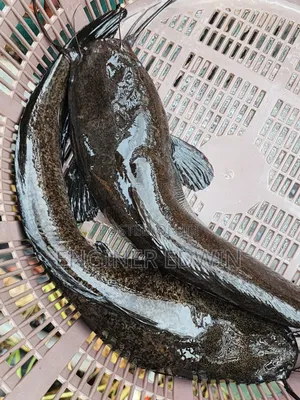 1-4kg Catfish Available for Sale at Awoshi