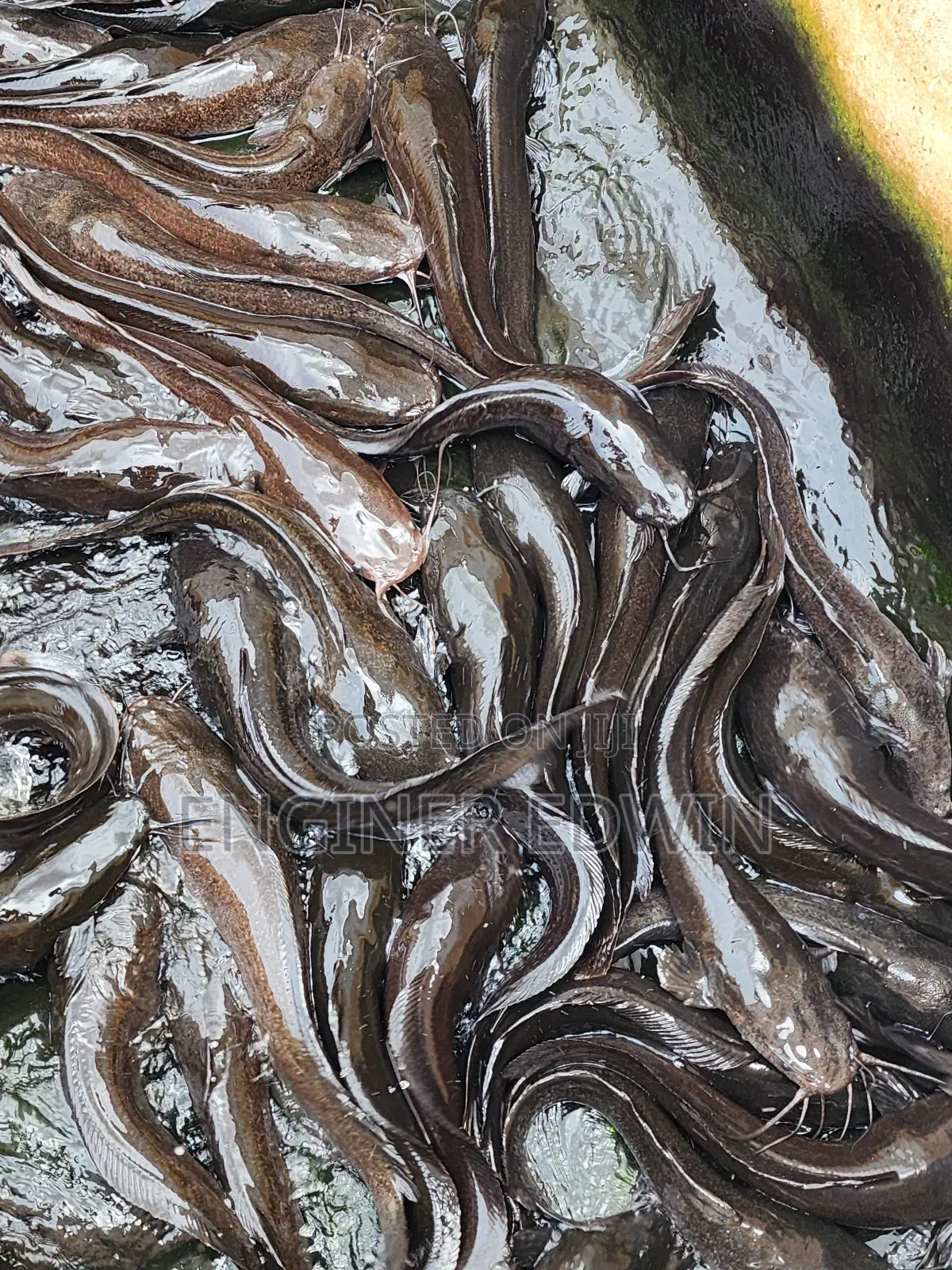 1-4kg Catfish Available for Sale at Awoshi