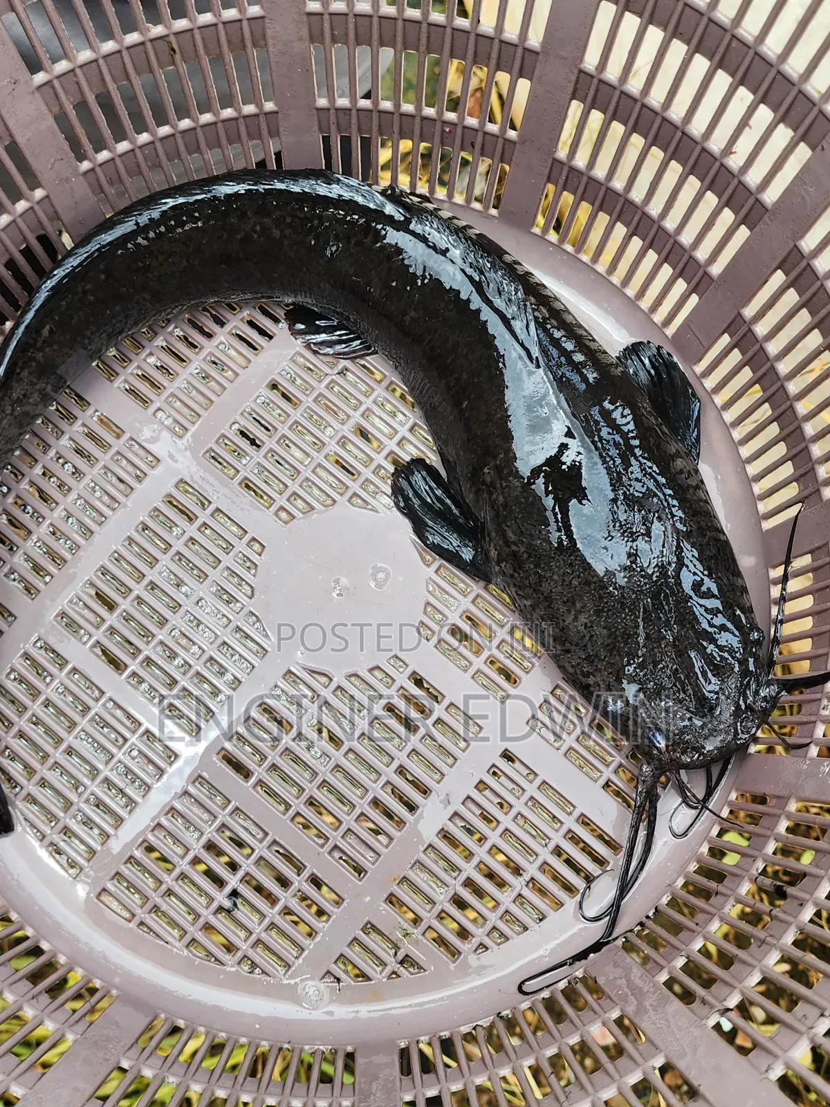 1-4kg Catfish Available for Sale at Awoshi