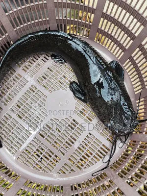 1-4kg Catfish Available for Sale at Awoshi