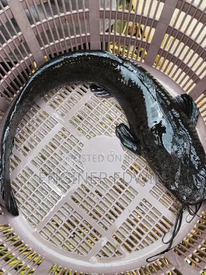 1-4kg Catfish Available for Sale at Awoshi