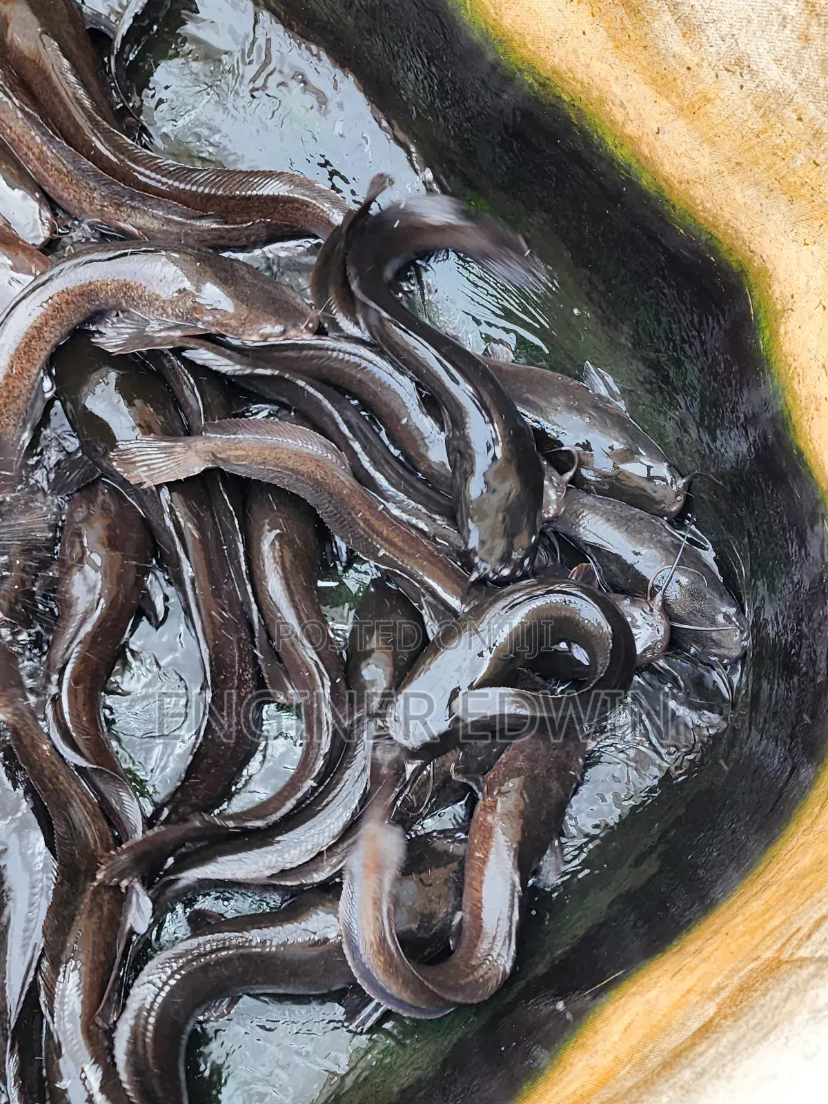 1-4kg Catfish Available for Sale at Awoshi