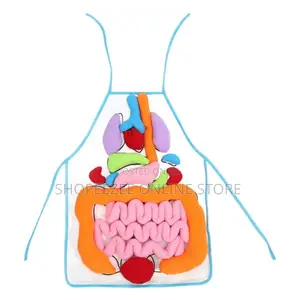 Educational Stem Anatomy Apron – Human Body Organ Learning Resources