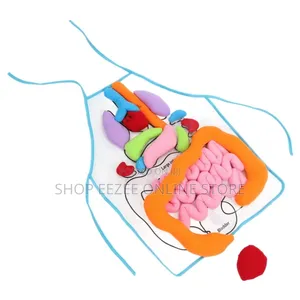 Educational Stem Anatomy Apron – Human Body Organ Learning Resources