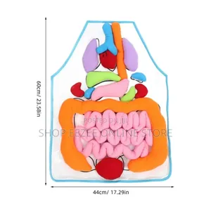 Educational Stem Anatomy Apron – Human Body Organ Learning Resources