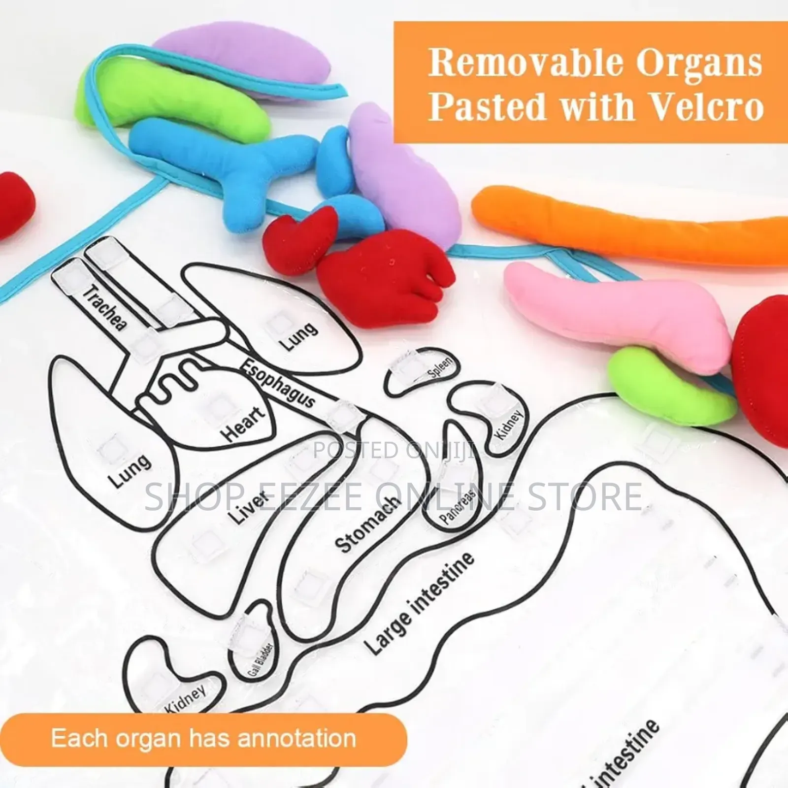 Educational Stem Anatomy Apron – Human Body Organ Learning Resources