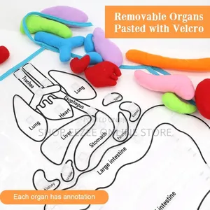 Educational Stem Anatomy Apron – Human Body Organ Learning Resources