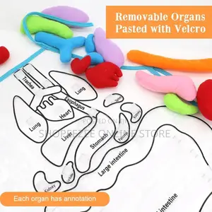 Educational Stem Anatomy Apron – Human Body Organ Learning Resources