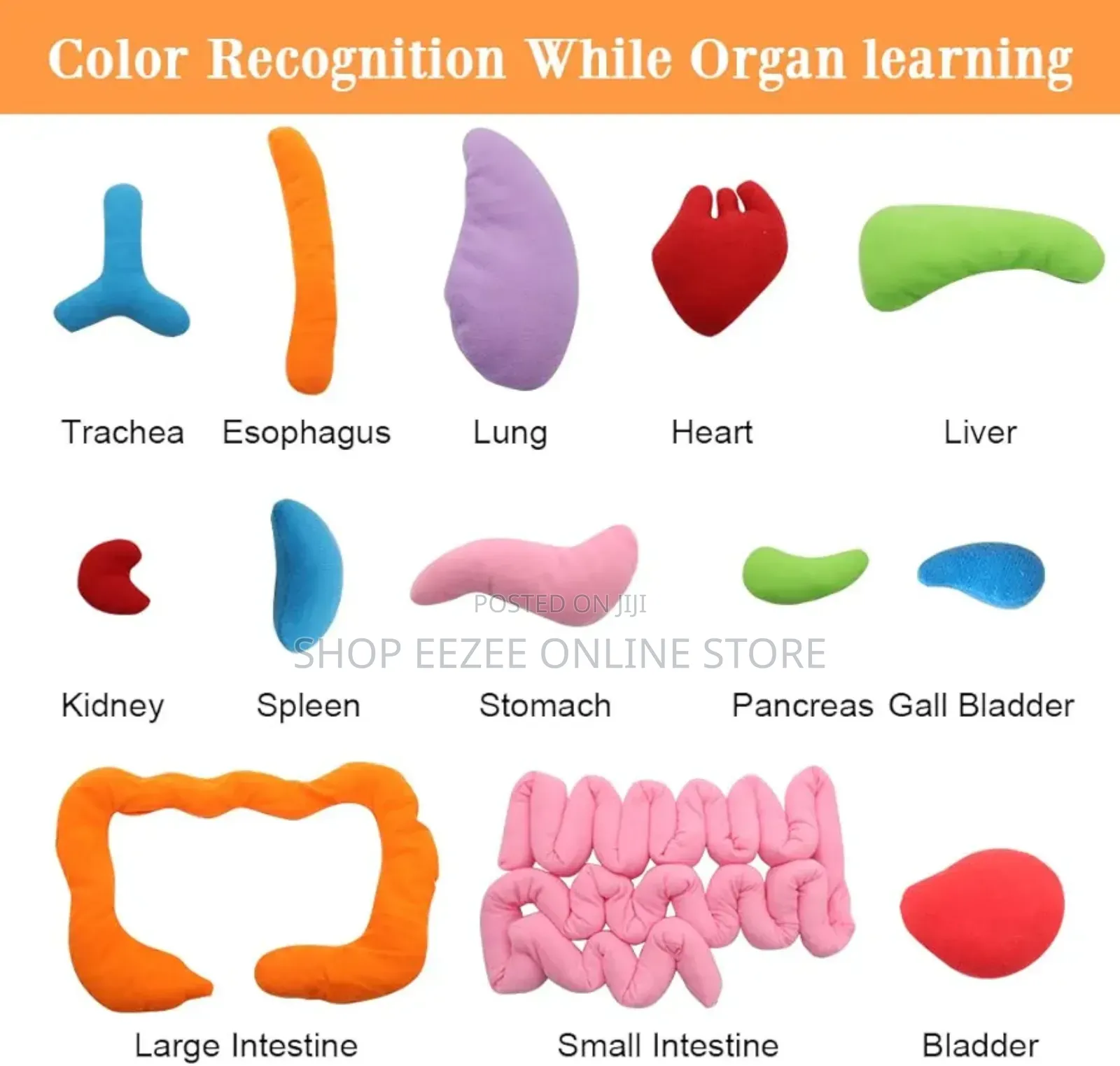Educational Stem Anatomy Apron – Human Body Organ Learning Resources