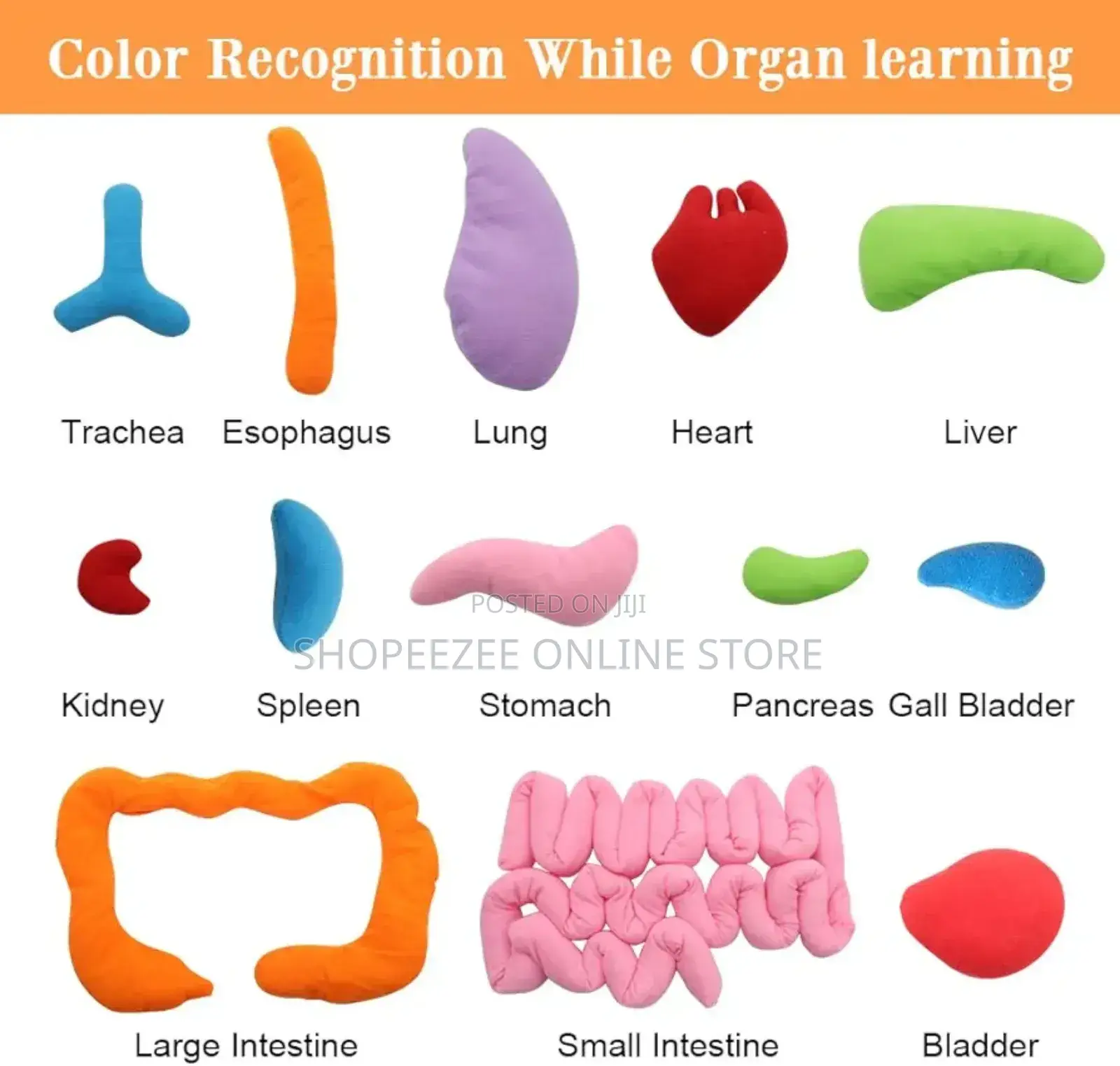 Educational Stem Anatomy Apron – Human Body Organ Learning Resources