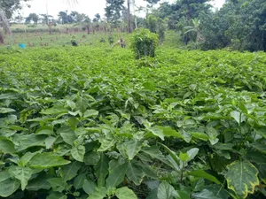 50 Acres Prampram Main Road Leading to Kpone Town