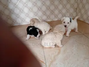 1-3 months Female Mixed Breed Poodle