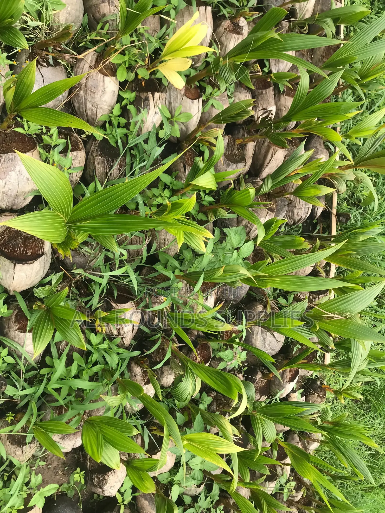 Hybrid Coconut Seedlings