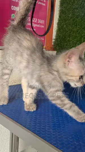 1-3 months Male Purebred Turkish Angora