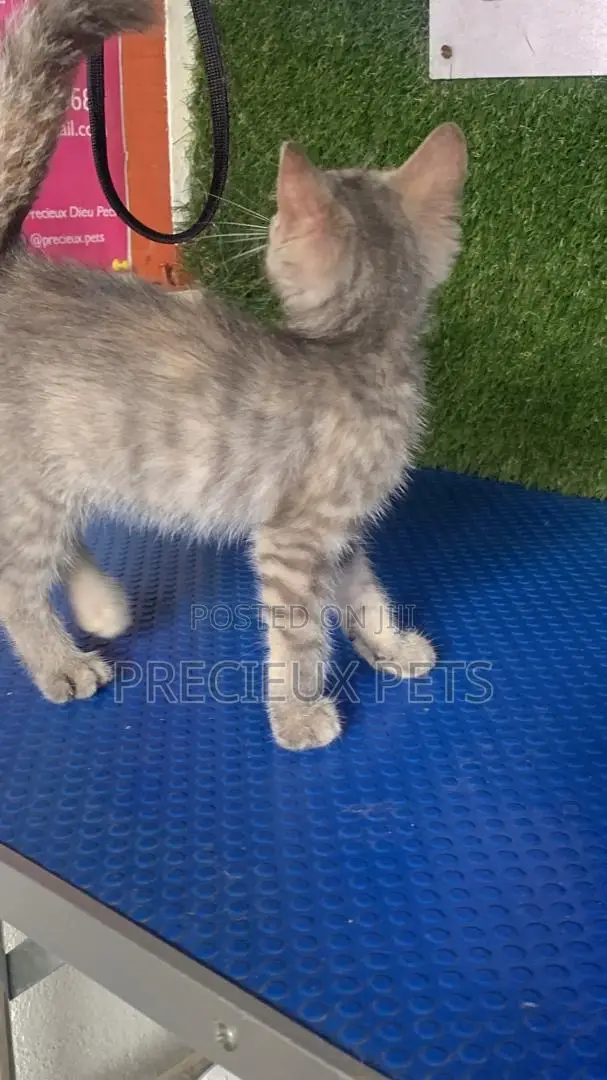 1-3 months Male Purebred Turkish Angora