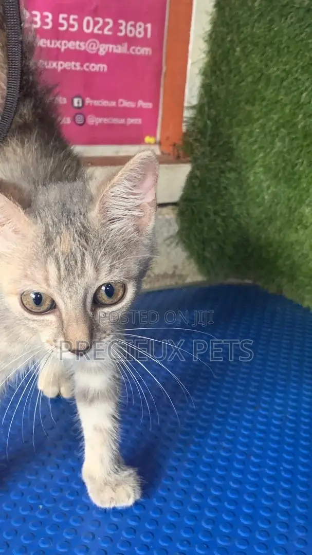 1-3 months Male Purebred Turkish Angora