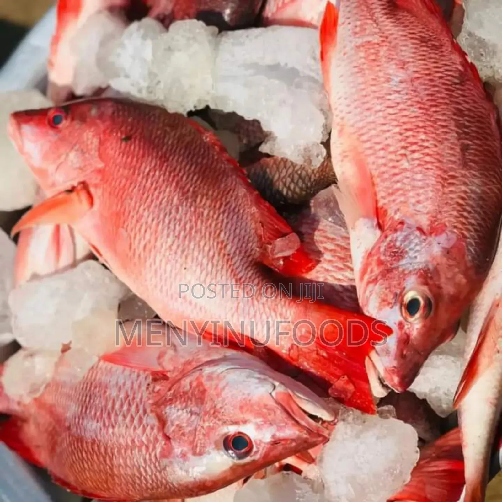 Fresh Red Snapper - Wholesale Retail In Accra