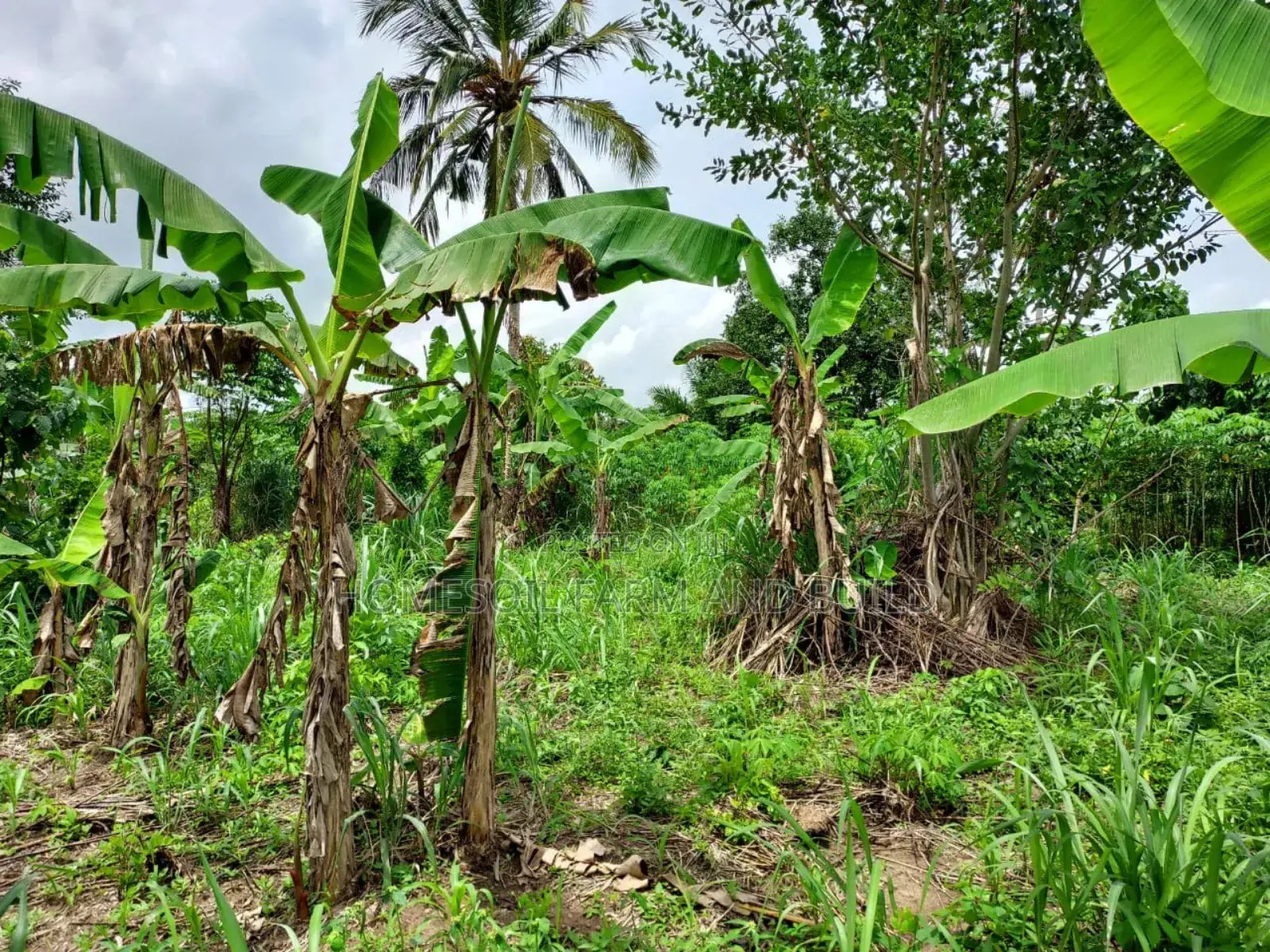 2 Plots of Litigation-Free, Strategically Located Land