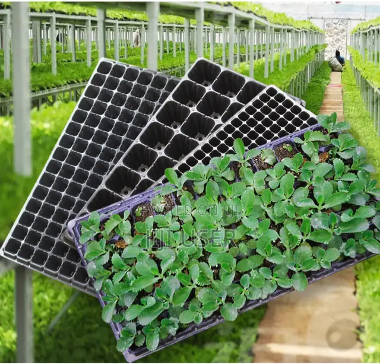 Seedlings Nursery Tray