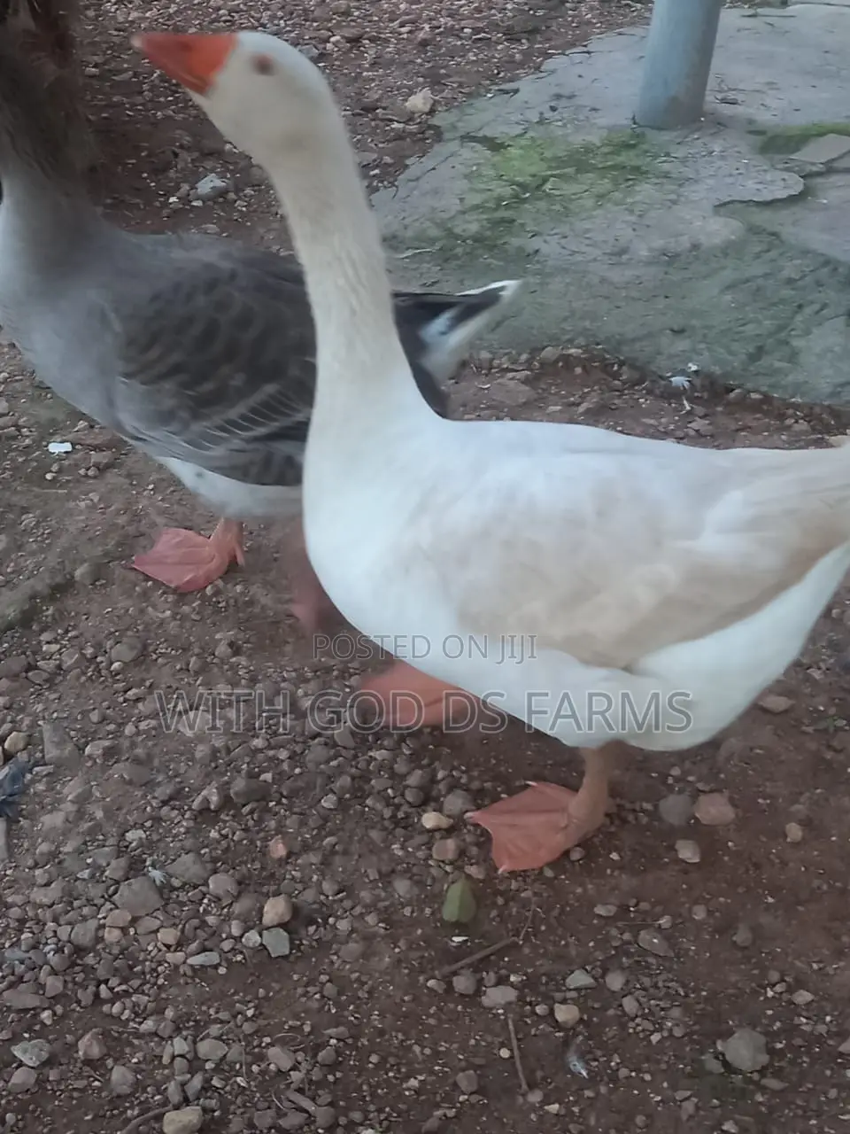 Organic Geese Duck
