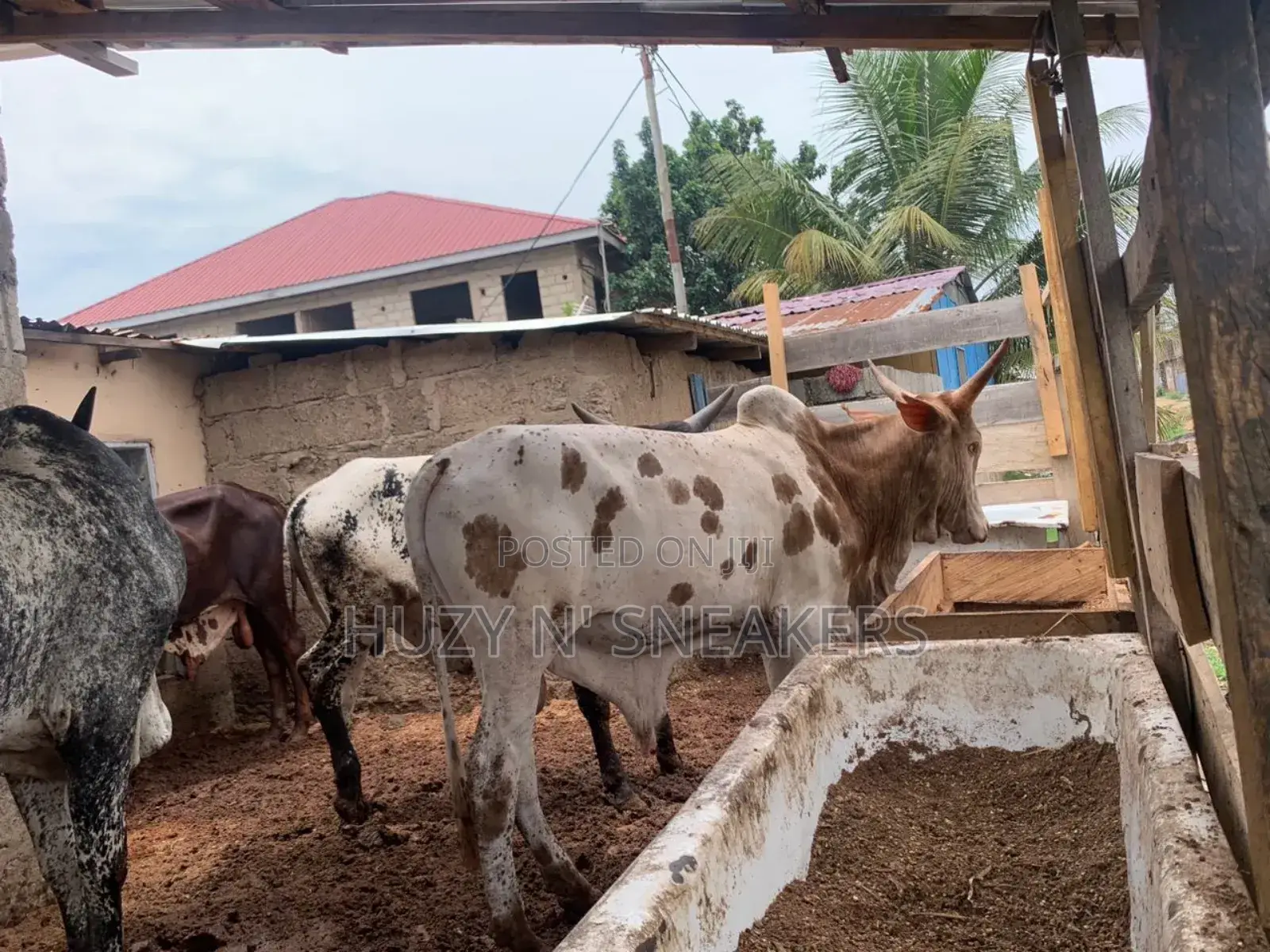 Matured Bull