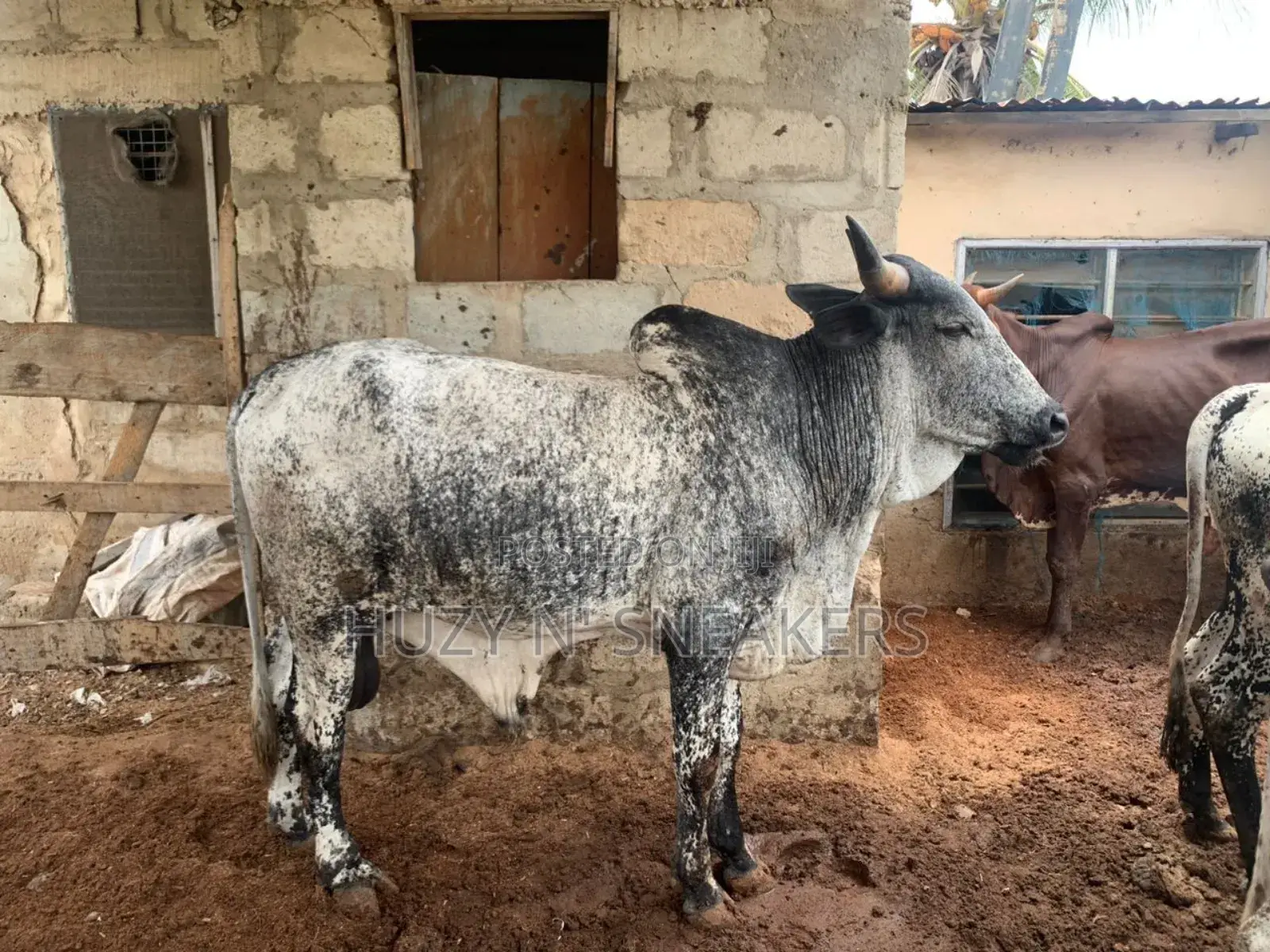 Neatly Grown Bull