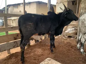 Sacrificial Bull/Cow
