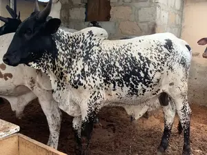 Sacrificial Bulls