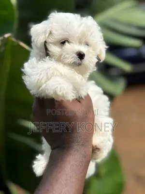 1-3 months Male Purebred Maltese