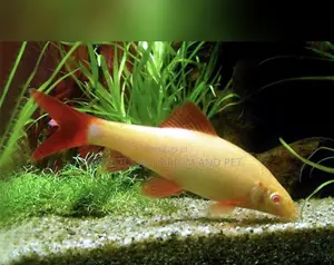 Grade a Colorful Rainbow Shark