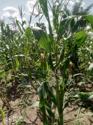 3000 Acres of Farm Land for Sale
